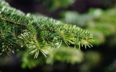 christmas-tree-579685_1280